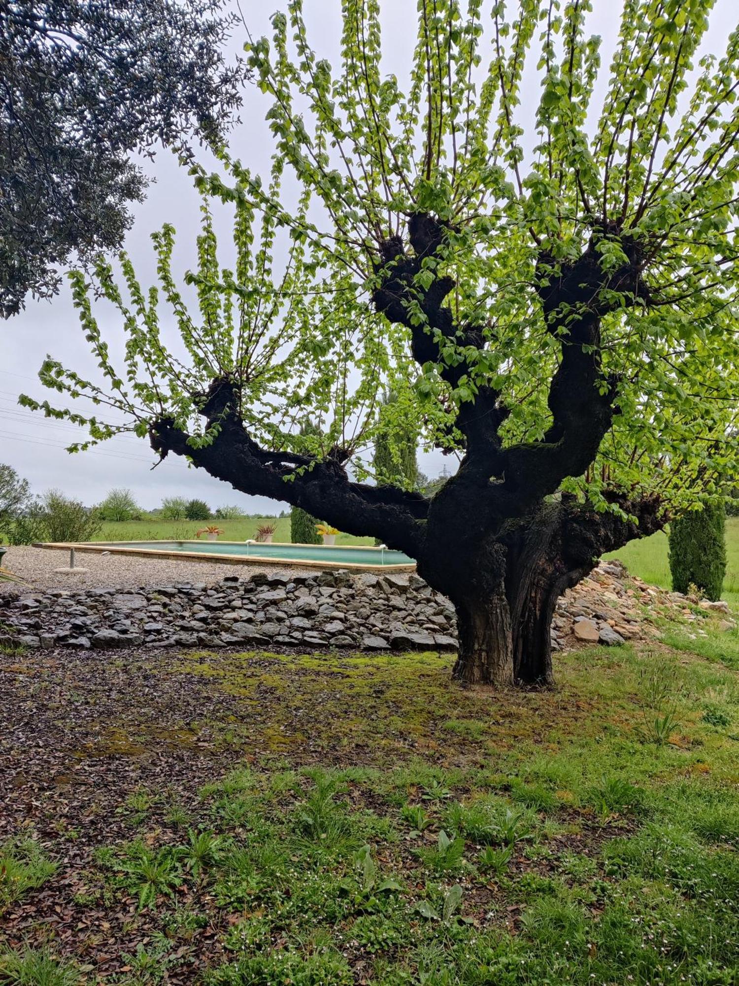 L'Etoffe, Charmante Chambre Dans Un Mas Cevenol Boisset-et-Gaujac Dış mekan fotoğraf